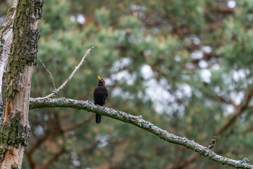 Turdus merula on the branch