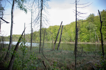 Lake in the forest