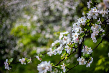 photo of blossoming tree brunch with white flowers on bokeh green background