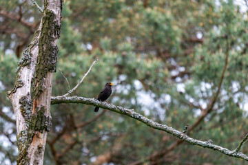 Turdus merula on the branch © Krzysztof