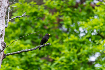 Turdus merula on the branch © Krzysztof