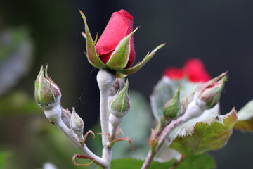Fungal disease powdery mildew on a rose flower. White plaque on leaves and stems. Close up.