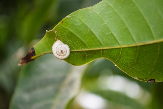 close up of small snail on plant leaf in garden outdoor, mollusk macro, nature, insect, animal