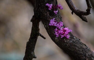 The magenta colored redbud blooms stand out beautifully against the dark colored tree bark with...
