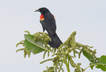 Red-winged Blackbird