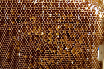 drops of honey on honeycombs