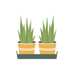 Potted plants in a tray flat vector illustration.Succulents in a pot.