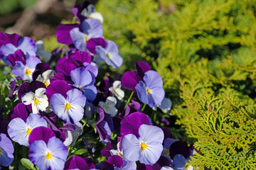 Blühende Hornveilchen,Viola cornuta, im Frühling