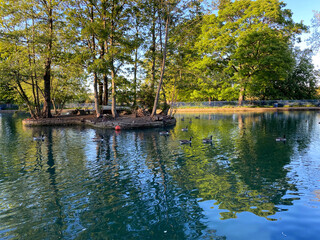 Fototapeta premium Lake with reflecting water, with an island, and old trees, in, Lister Park, Bradford, Yorkshire, England