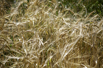 Wheat agriculture vegetable