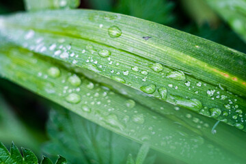 Dew of rain, drops of water on a blade of grass against the background of a lush green meadow, close-up.