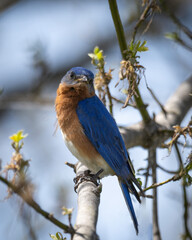 Eastern parent bluebirds working around the nest box