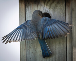 Eastern parent bluebirds working around the nest box