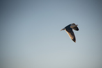 Seagull flying in a blue sky.