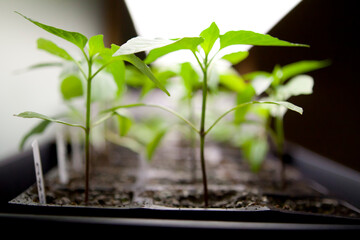 Seed Starting Indoors Growing Under Fluorescent Lights Flowers Vegetables Herbs
