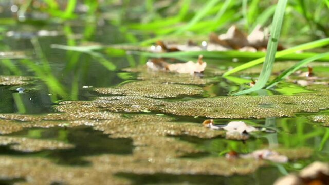 Close-up lockdown shot of fallen dry leaves floating on water in pond during sunny day - Steigerwald, Germany