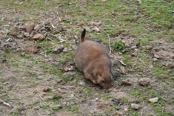 Close up of a cute little gopher. 