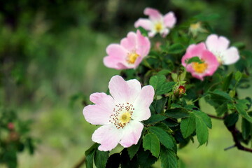 pink flowers in the garden