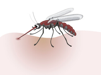 Stock vector illustration. Mosquito drawn closeup, foreshortening- in profile, he is red, bites, drinks blood. Drawing isolated on a white background.