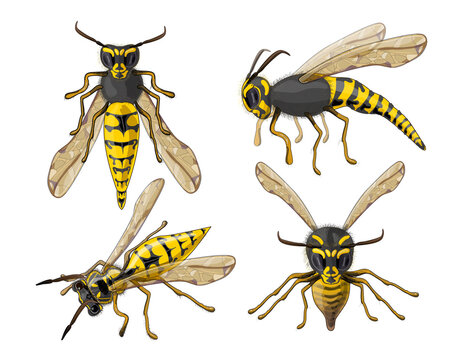 Stock vector illustration. Set of four wasps. The fluffy wasp is drawn in close-up, foreshortening- front, in profile and top view. Drawing is isolated on a white background.