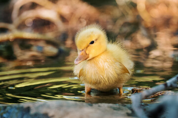 Kleines gelbes Entchen / Entlein / Ente