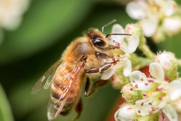 Fotobehang Honey Bee Pollinating white flower in summer. © SURAJKMALI