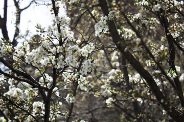 Garden of garden trees blossomed
