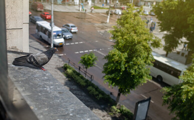 pigeon watches the city suit