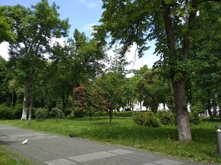 trees in the park