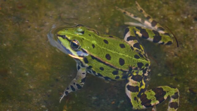 Close up of frogs swimming in water.
