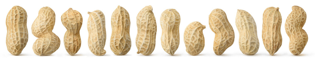 Peanuts diversity. 12 raw shelled peanuts of different shapes standing vertically isolated on white...