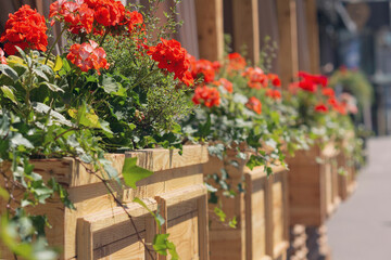 Red flowers in wooden boxes of a street cafe. City