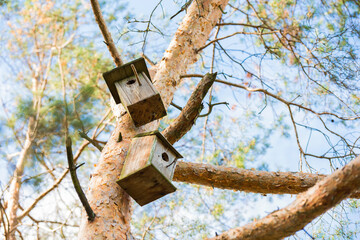 old wooden birdhouses  on the pine tree at spring