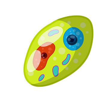 Green cell of the plant. Element of science and biology. Cartoon flat illustration. Microorganism by microscope. With core, details and membrane