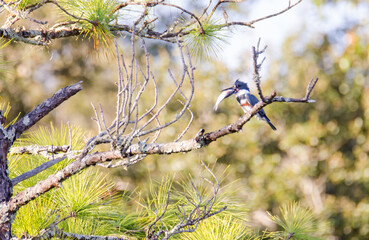 Female Belted Kingfisher eating a fish at Fort Mose State Historic Park, Florida