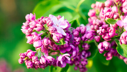 Fototapeta premium Bright purple lilac on a green background. Macro