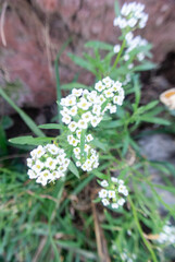 flor de color en un parque 
