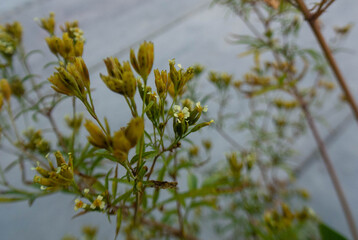 flor de color en un parque 