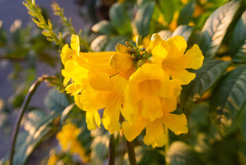 flor de color en un parque 
