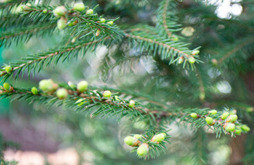 fir tree branches