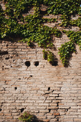 old wall plants