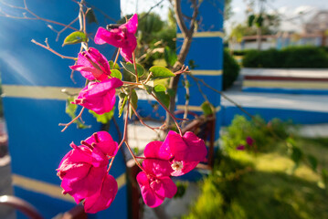 flor de varios colores en un parque