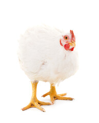 One white chicken.