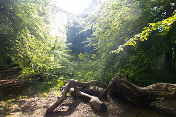 light shining through