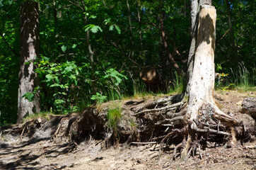 Sandy soil, dry grass and trees on a sunny late soring, early summer day