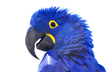 Hyacinth Macaw - Anodorhynchus hyacinthinus - beautiful large blue parrot with
