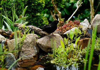 Blackbird bathing in the pond between beautiful flowers