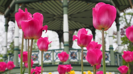 Day 75 of the pandemic in Halifax. Public gardens.