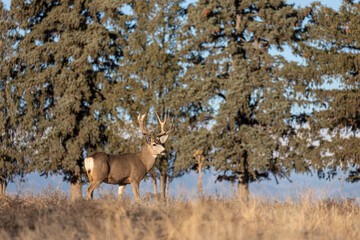 Mule Deer Buck During the Rut in Colorado in Auutmn