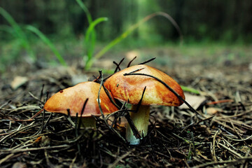 Mushrooms with a brown hat in a pine forest